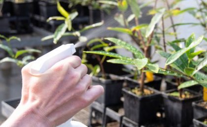 Spray bottle on plants.